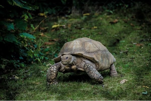Turtle
