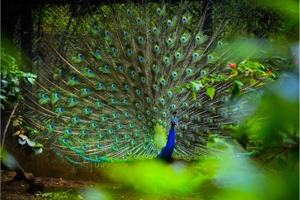 Peacock