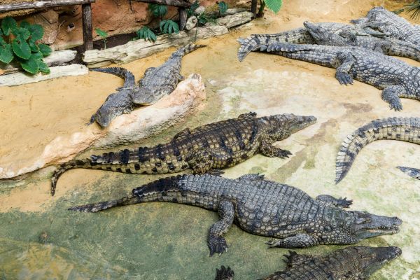 Reptile House