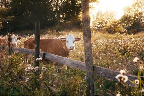 Animal Welfare