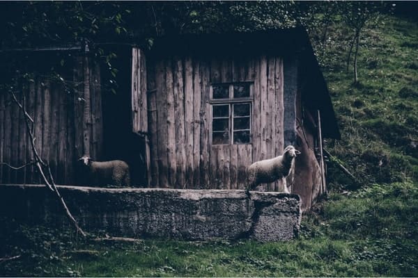 Maintaining Shelters