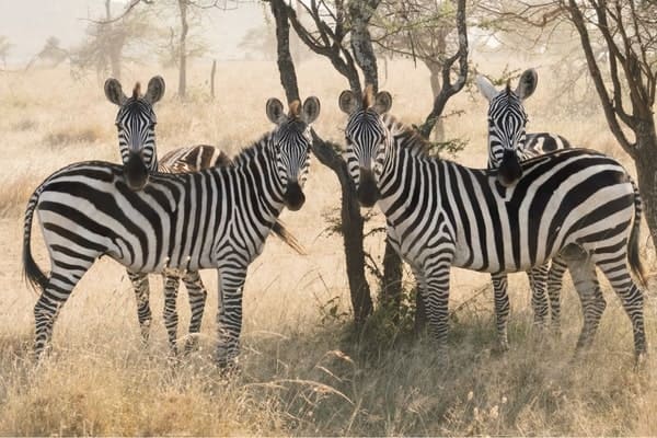 Wildlife Awareness Program