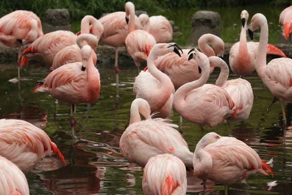Animal Feeding Show