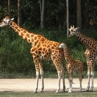 AstroZoo Visitor Guide