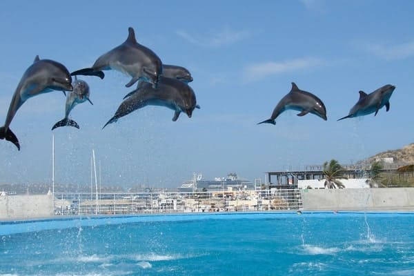 Dolphin Gallery Image