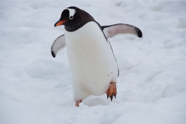 Penguins Gallery Image