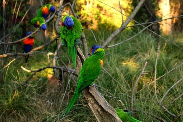 Parrots Gallery Image