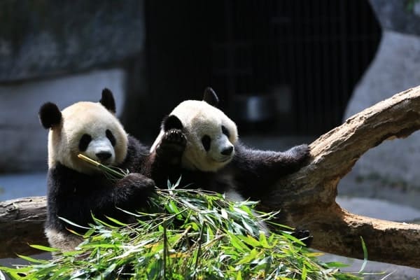 Panda Gallery Image