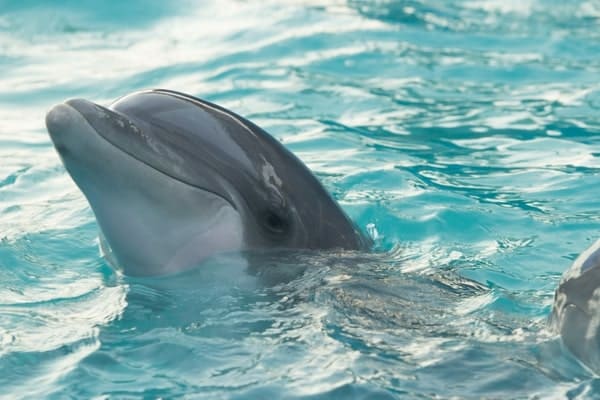 Dolphin Gallery Image