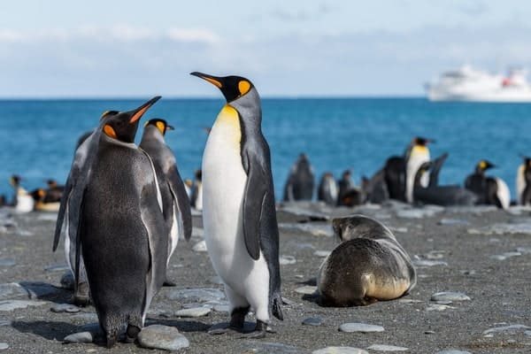 Penguins Gallery Image