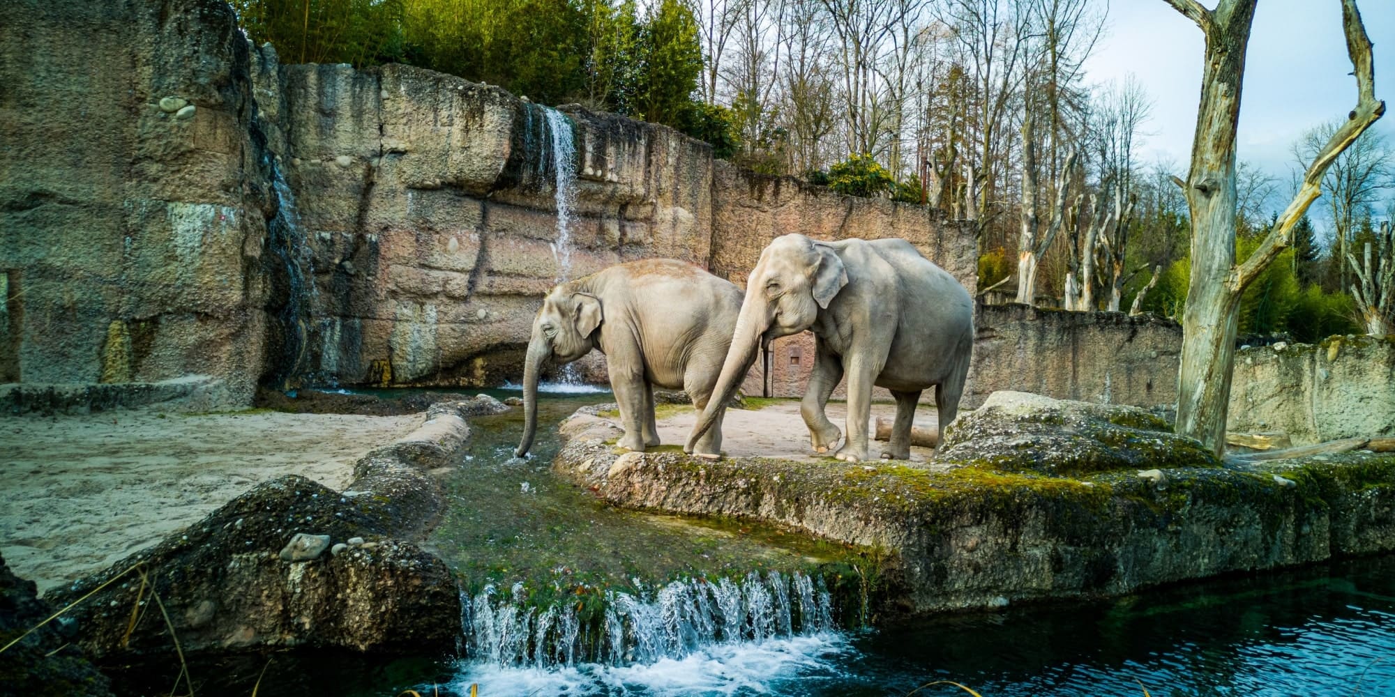 AstroZoo Conservation