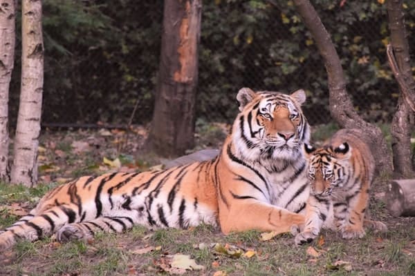 Individual Zoo Membership