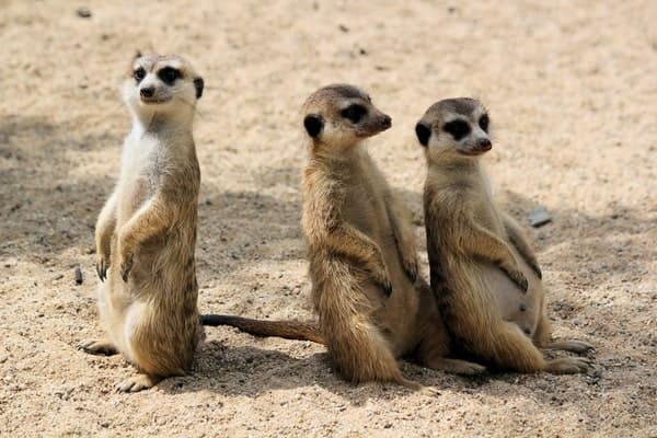 Family Zoo Membership