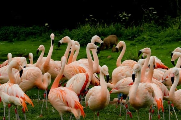 VIP Zoo Membership