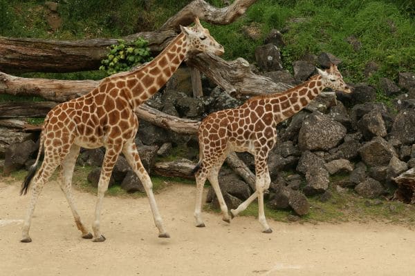 Giraffe Care