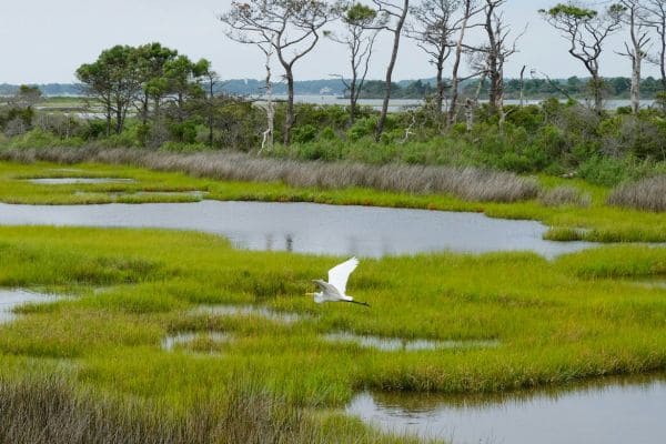 Wetland Rejuvenation