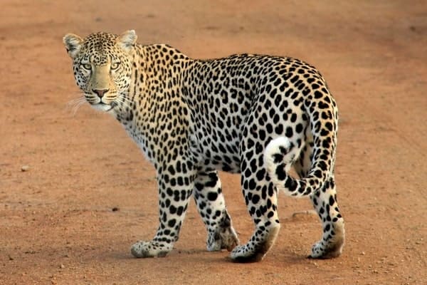 Save Animals
